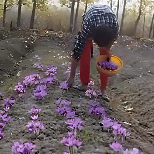 Traditionally Grown, Handpicked from the Farms of Pampore, Kashmir